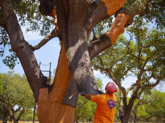 FOTO CORUCHE CORTIÇA