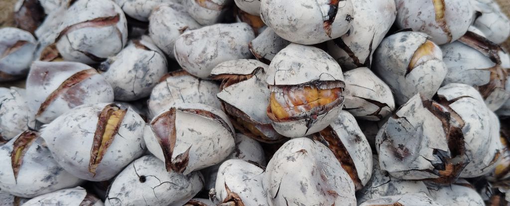 castanhas assadas castanhas assadas